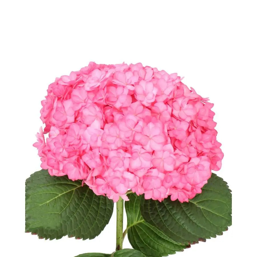 Hydrangea Adora Pink - Pink