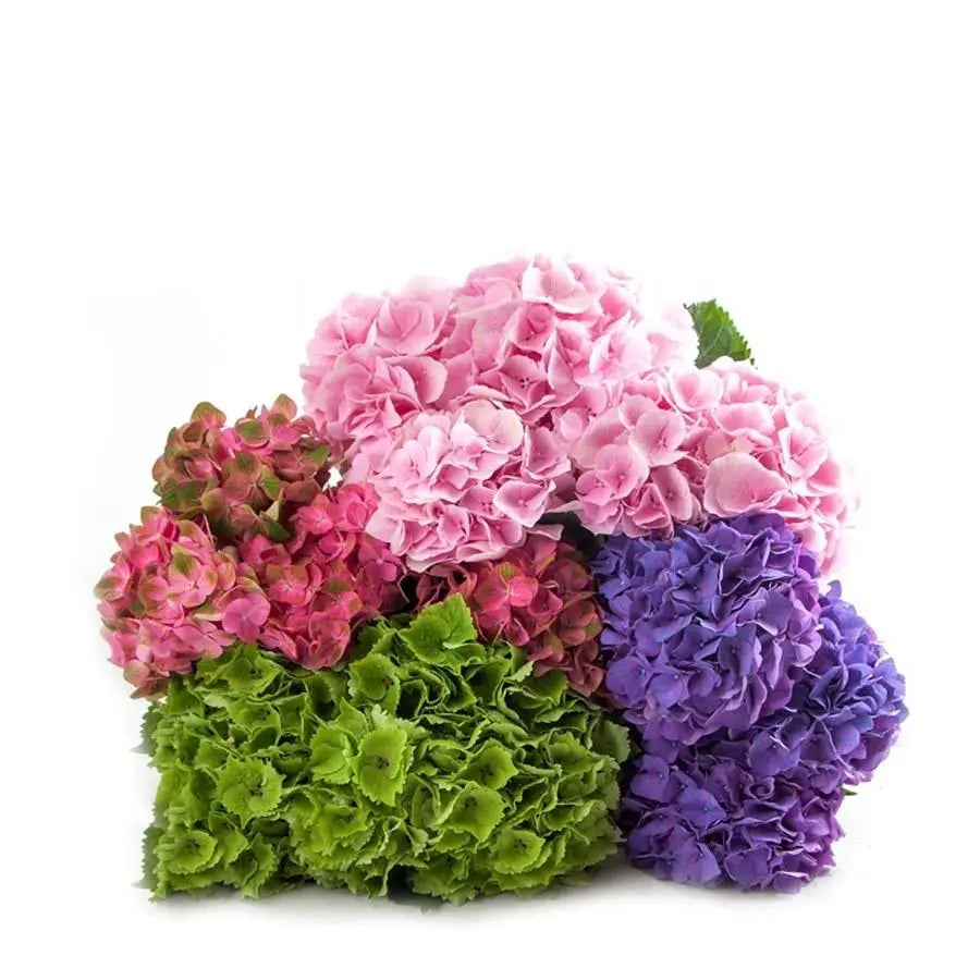 Hydrangea Assorted - 30 Stems