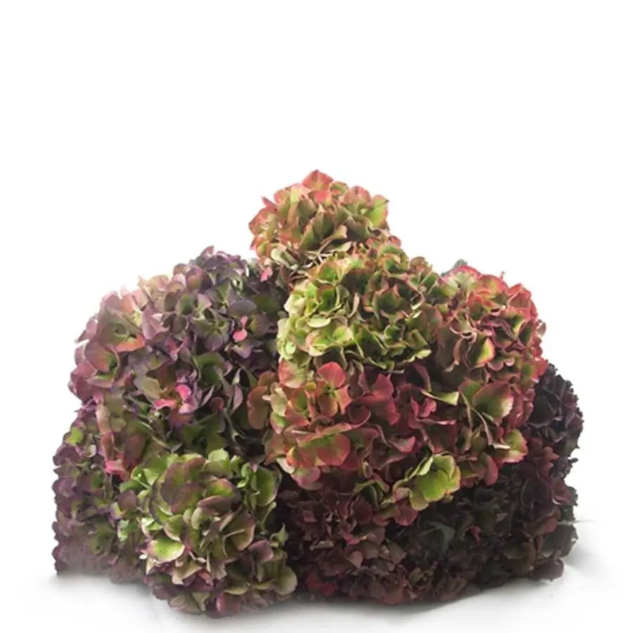 Hydrangea Classic Assorted - 30 Stems