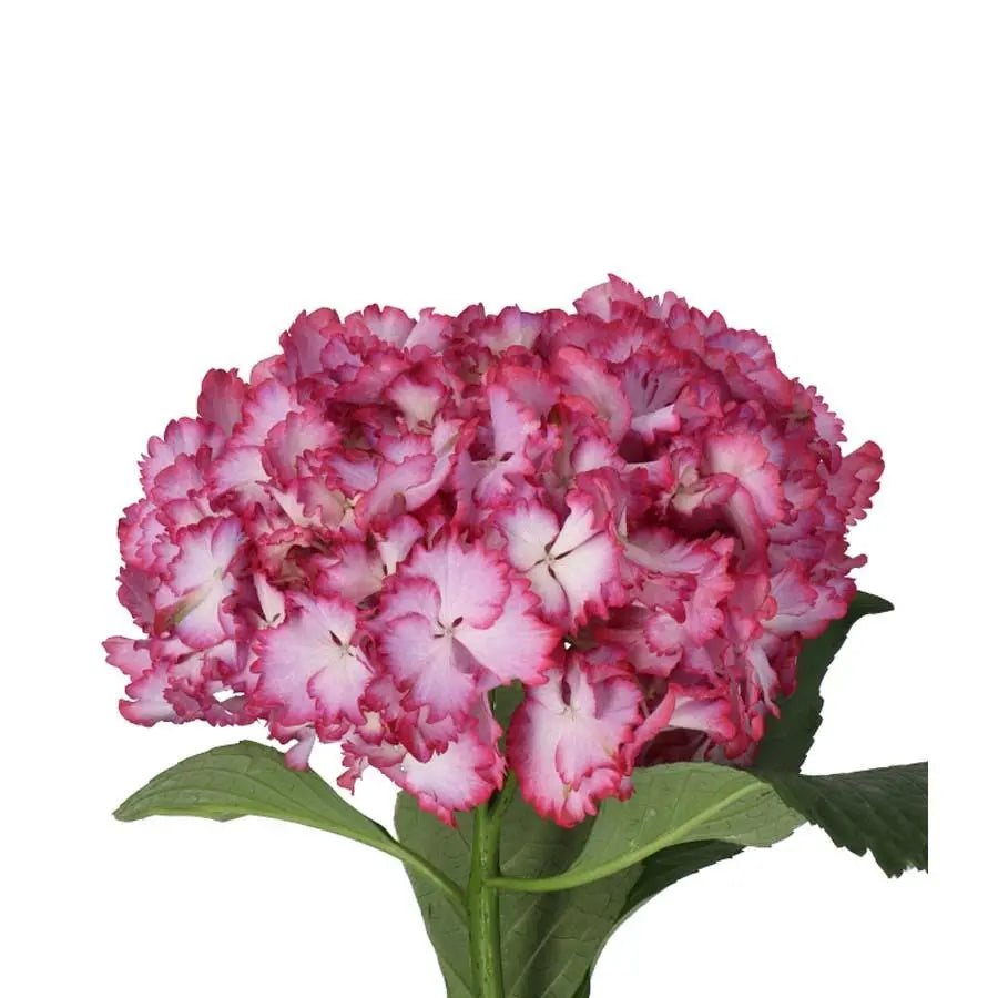 Hydrangea Colour Dream - Pink