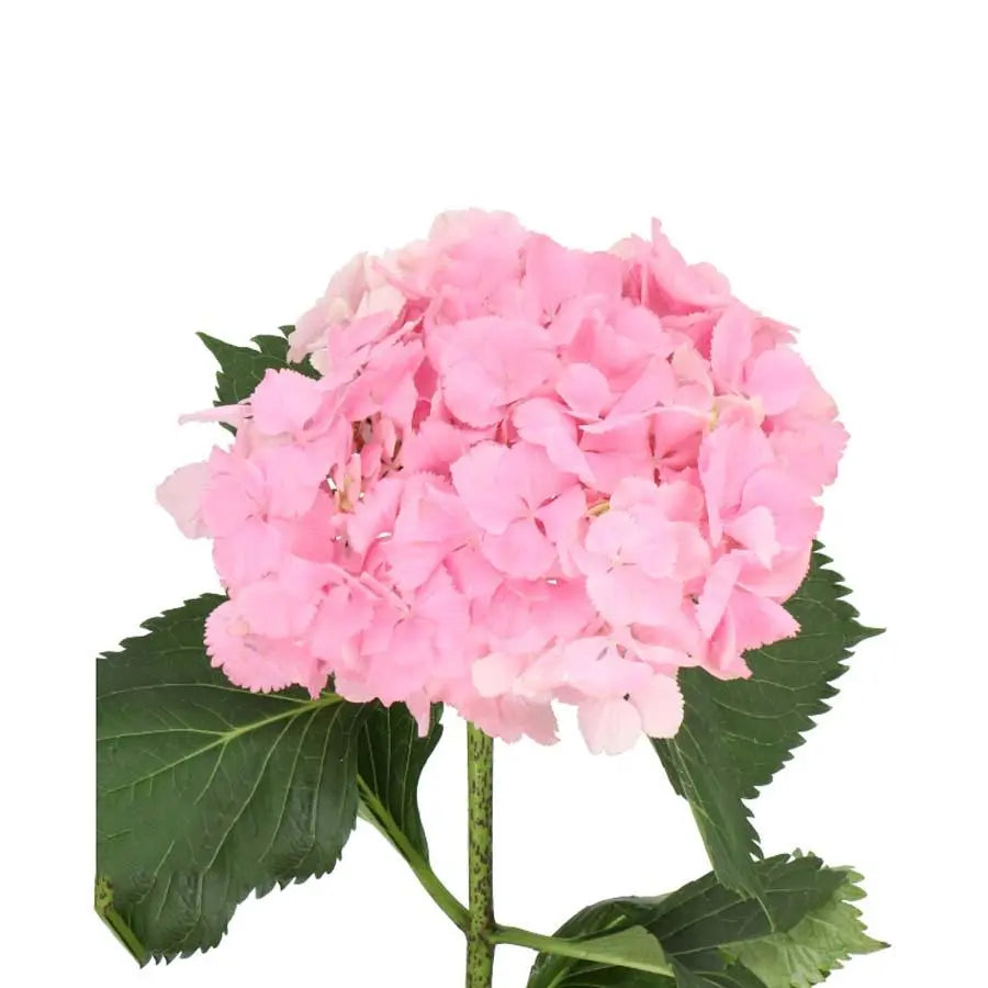 Hydrangea Elbtal Pink - Pink