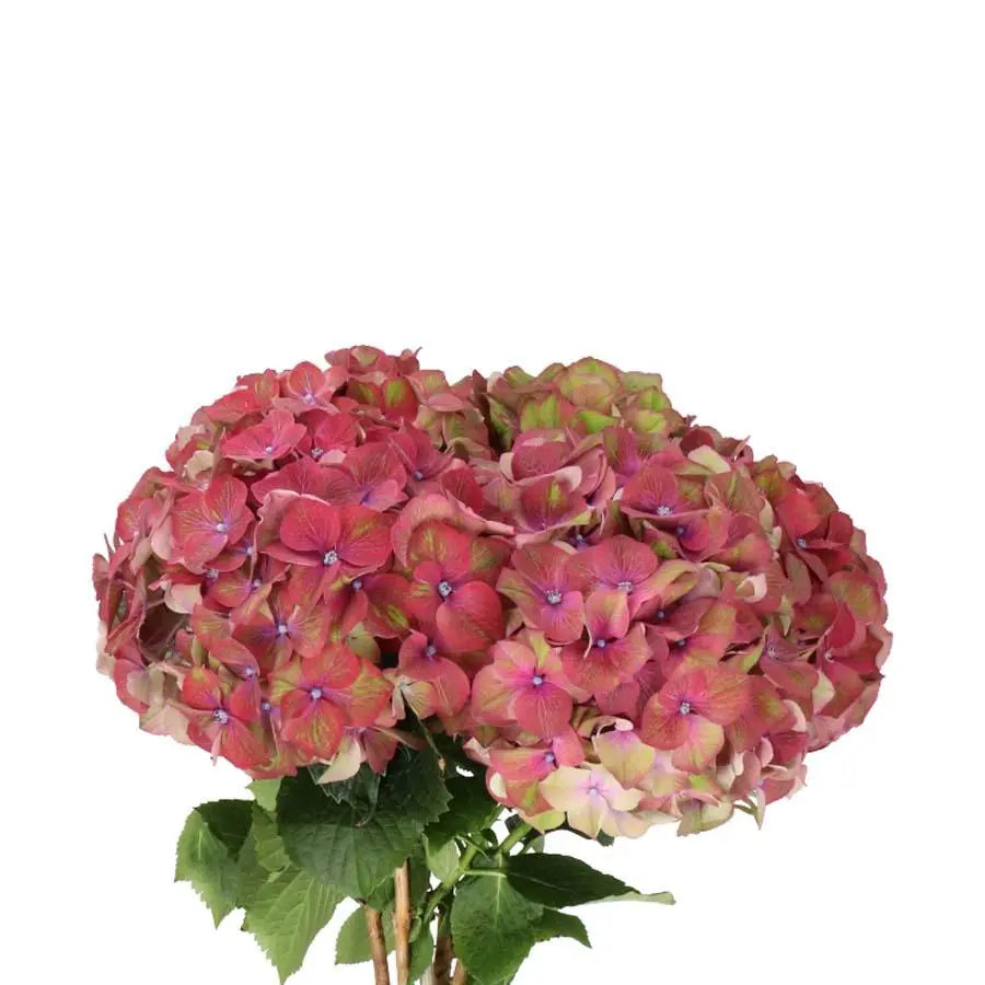 Hydrangea Esperance - Pink