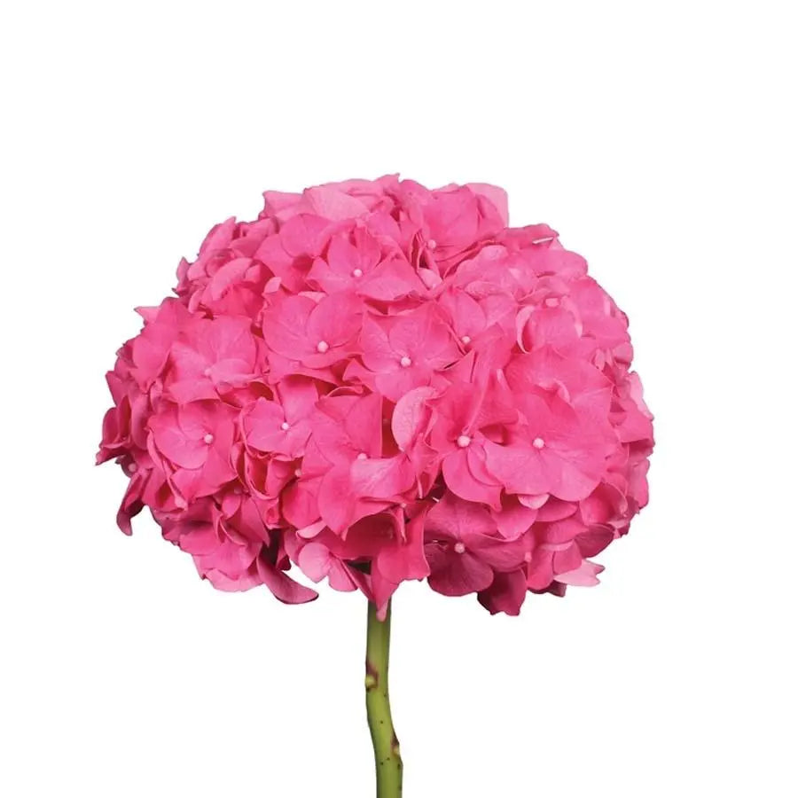 Hydrangea Glowing Alps Dark Pink