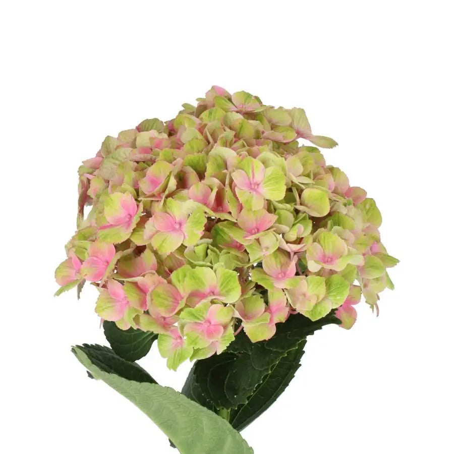 Hydrangea Magical Amethyst Pink