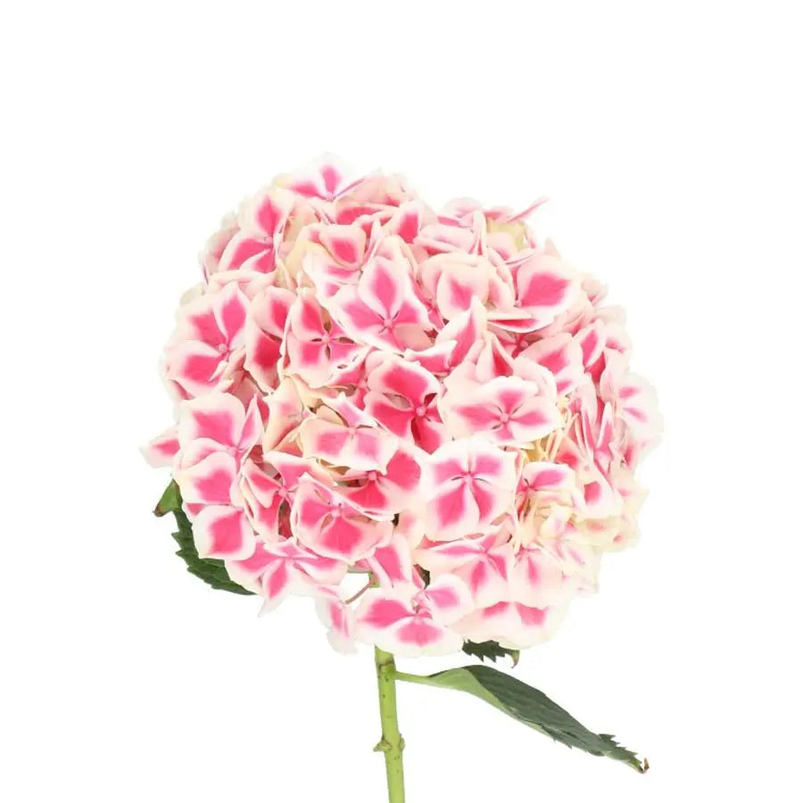 Hydrangea Magical Linn - Pink