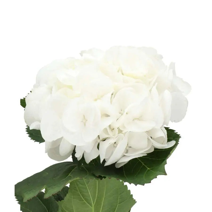 Hydrangea Royal Wedding