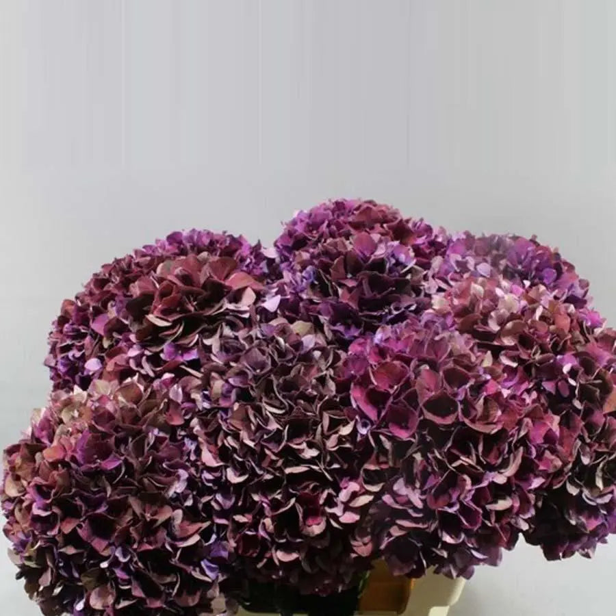 Hydrangea Ruby Purple Classic