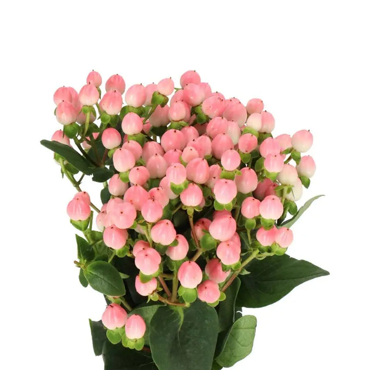 Valentine's Day Special Hypericum Coco Casino - 100 Stem Bunch Holex Dutch
