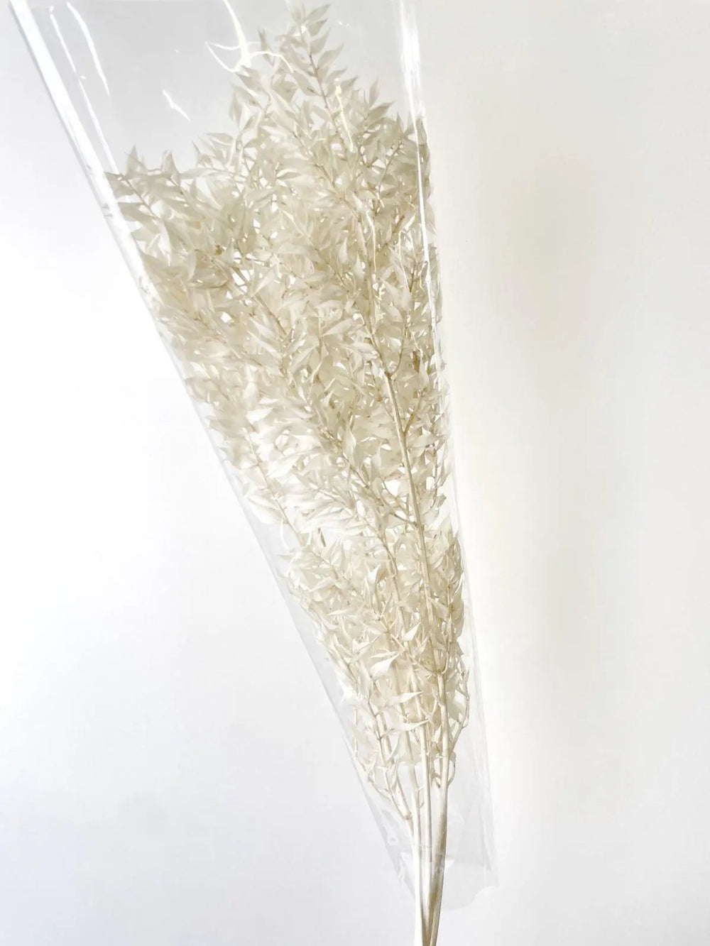 Ruscus Italian Bleached 80cm Holex Dutch