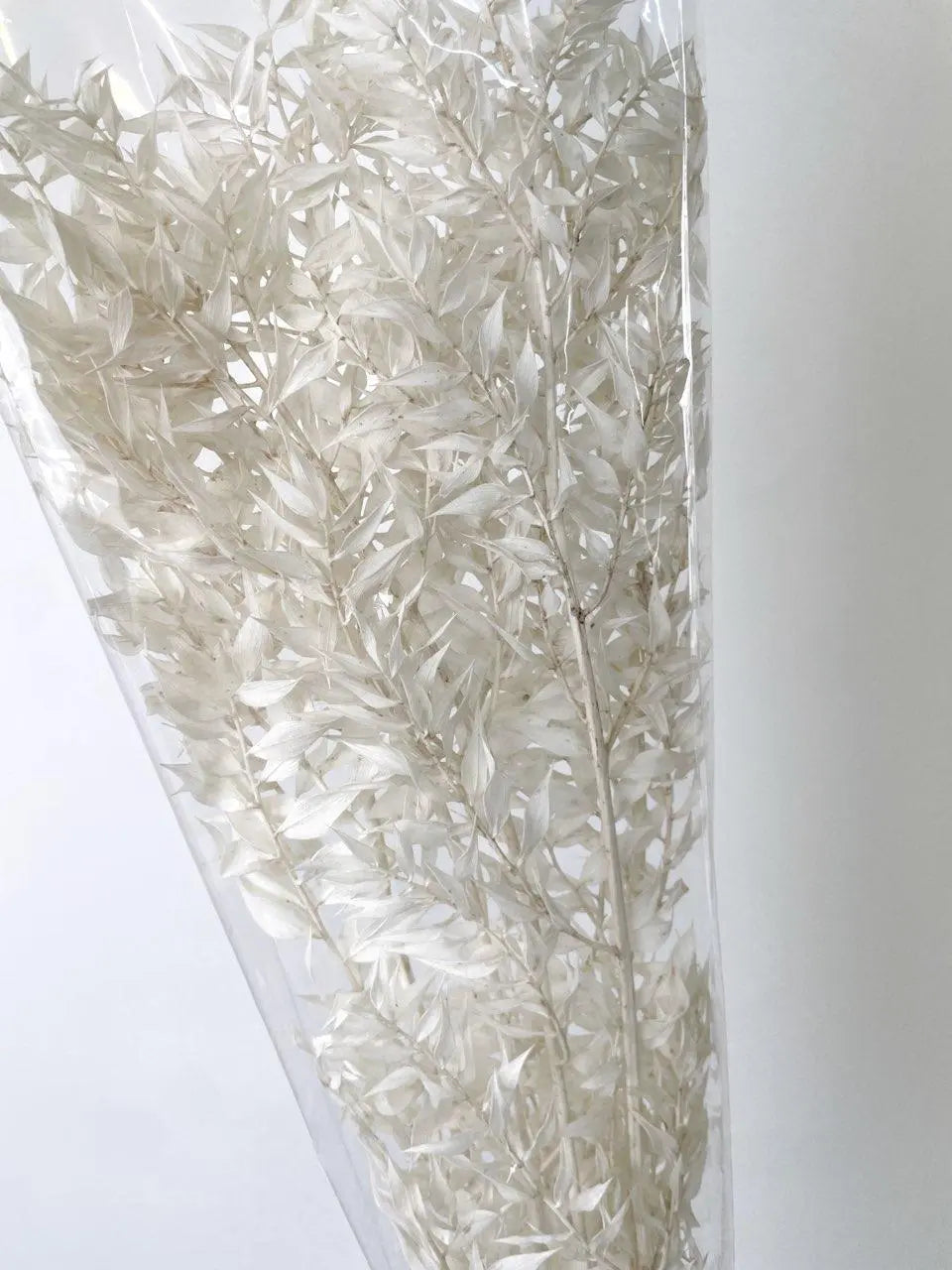 Ruscus Italian Bleached 80cm Holex Dutch