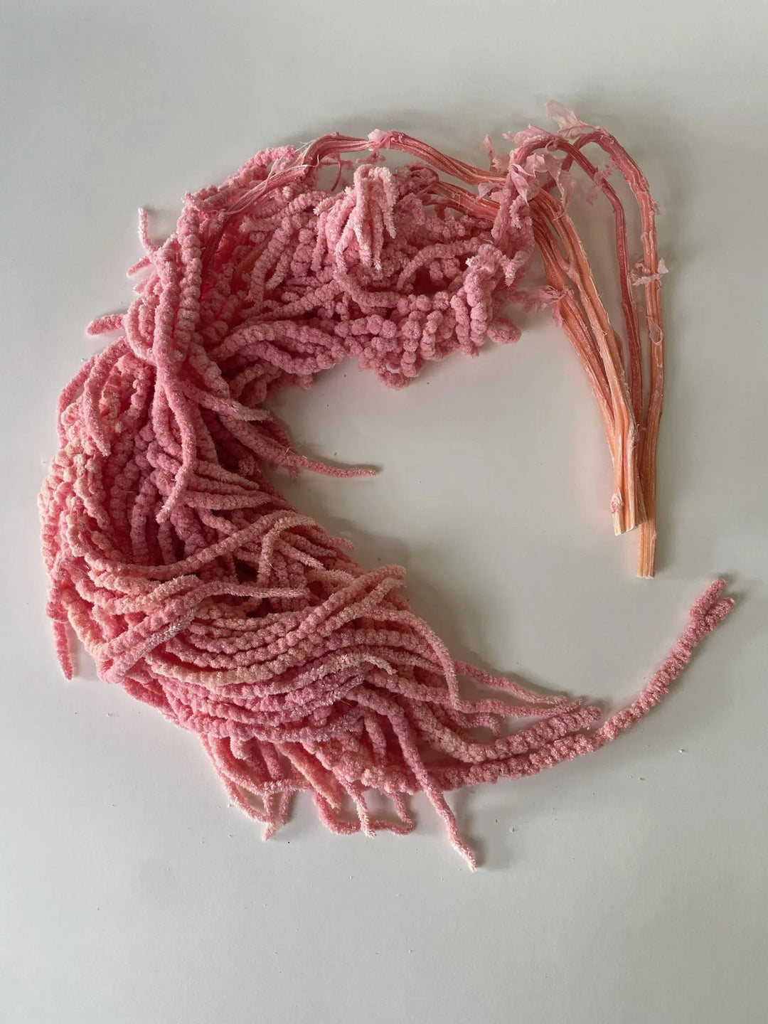 Amaranthus Hanging Bleached Pink Holex Dutch