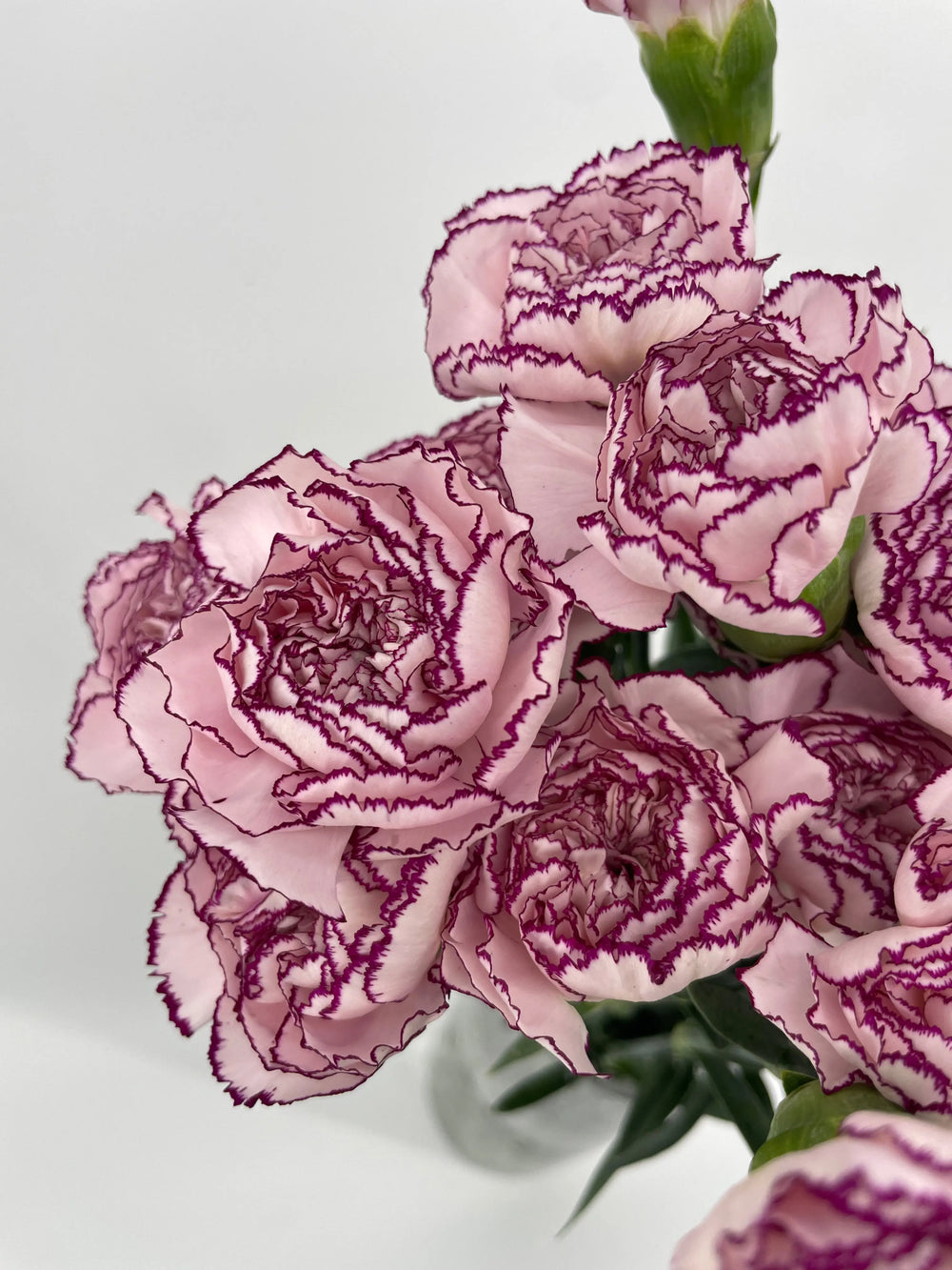 Carnation Florigene Mudah - 40 Stem Bunch Holex Dutch