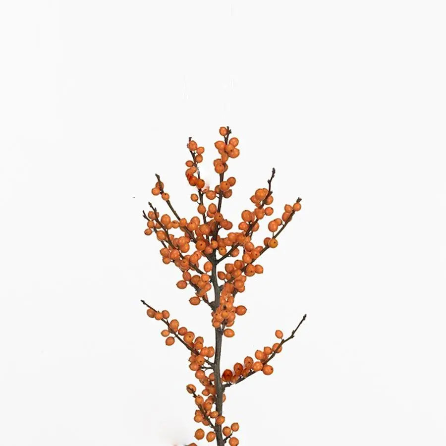 Ilex Golden Verboom - 20 Stem Bunch