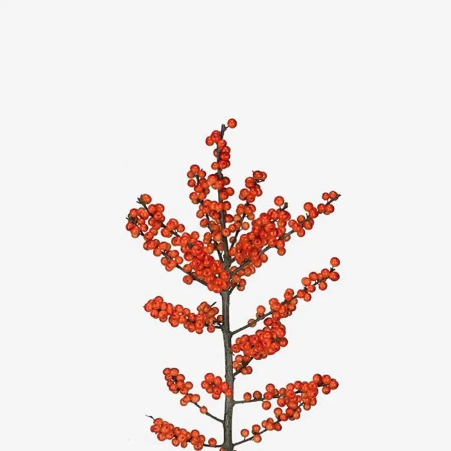 Ilex Oudendijks Orange - 20 Stem Bunch