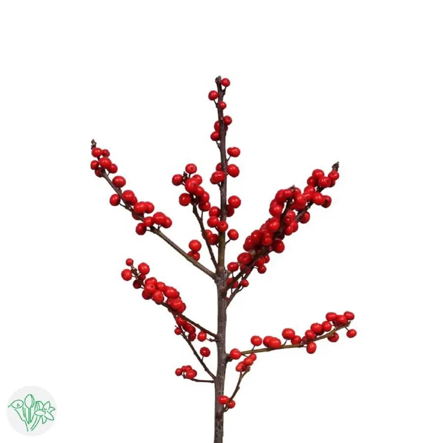 Ilex Verticillata Red - 20 Stem Bunch