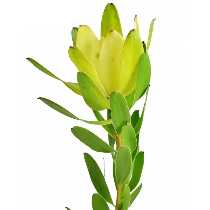 Tropical PetalKit PetalDrivenCom
