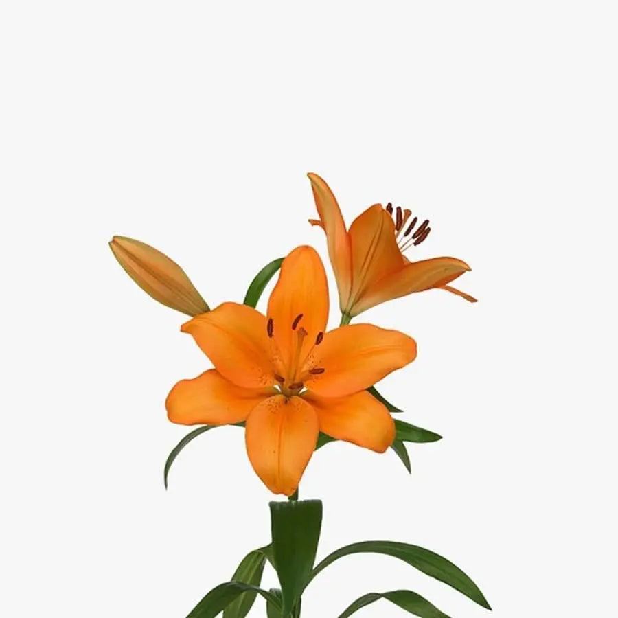 Lily LA Hybrid Caesars Palace 90cm - 10 Stem Bunch