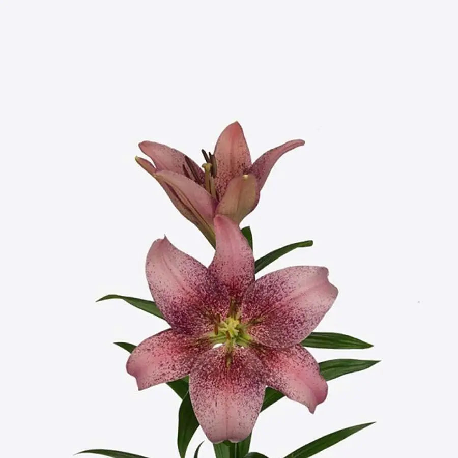 Lily LA Hybrid Spotify Pink 90cm - 10 Stem Bunch