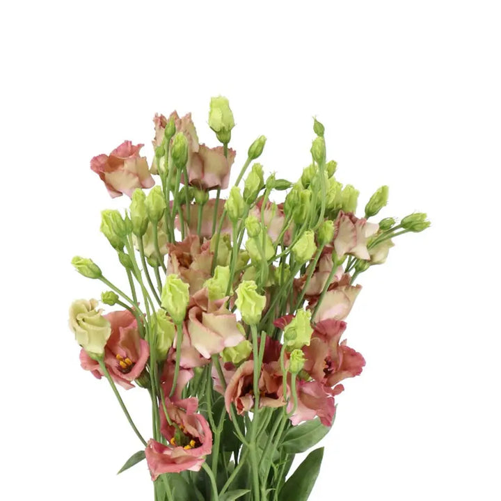 March Special - Lisianthus Bohemian Mocha - 20 Stems Holex Dutch