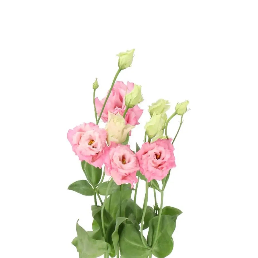 Lisianthus Pink - 100 Stem Box