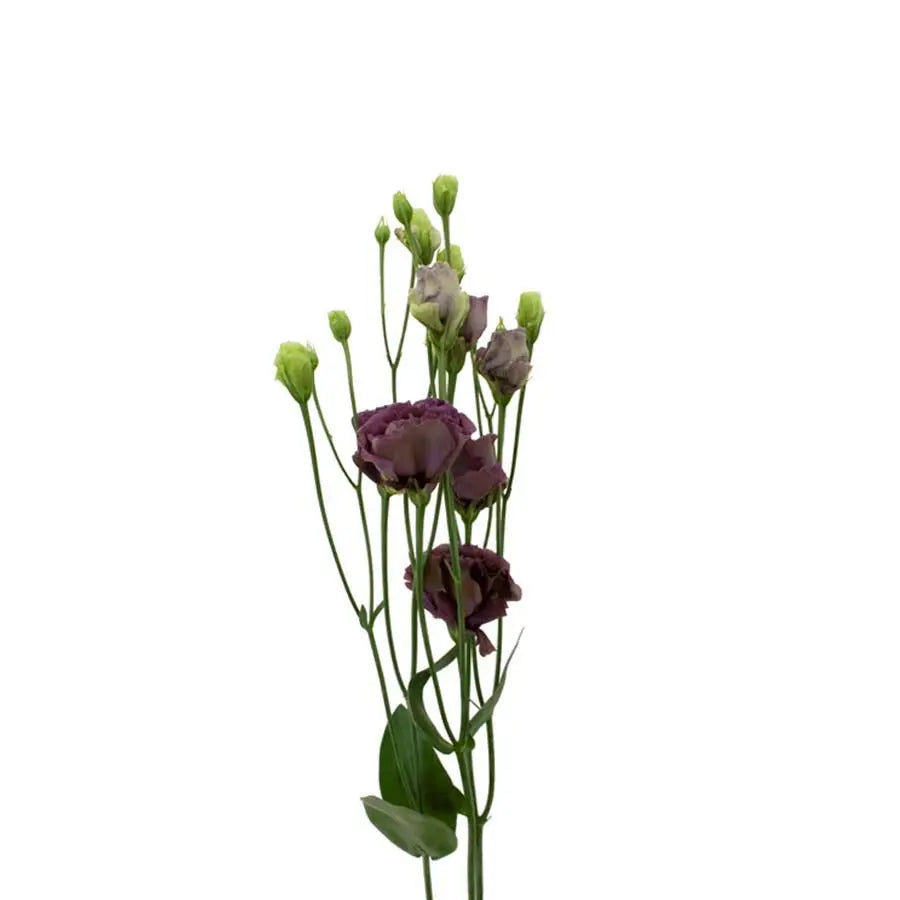 Lisianthus Double Roseanne Black Pearl - 20 Stems Holex Dutch