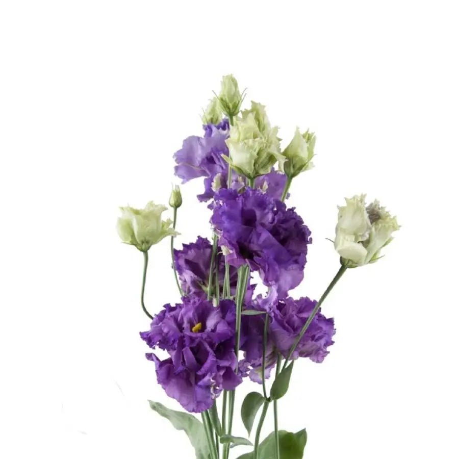 Lisianthus Double Alissa Blue 70cm - 40 Stem Pack