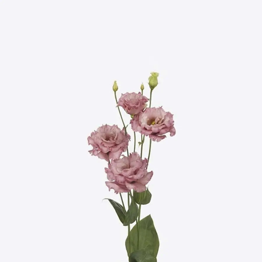 Lisianthus Double Celeb Madonna 70cm - 40 Stem Pack