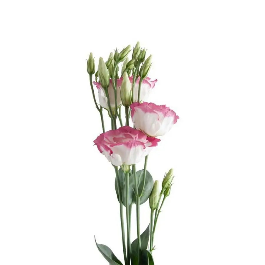 Lisianthus Double Excalibur Hot Lips 70cm - 40 Stem Pack