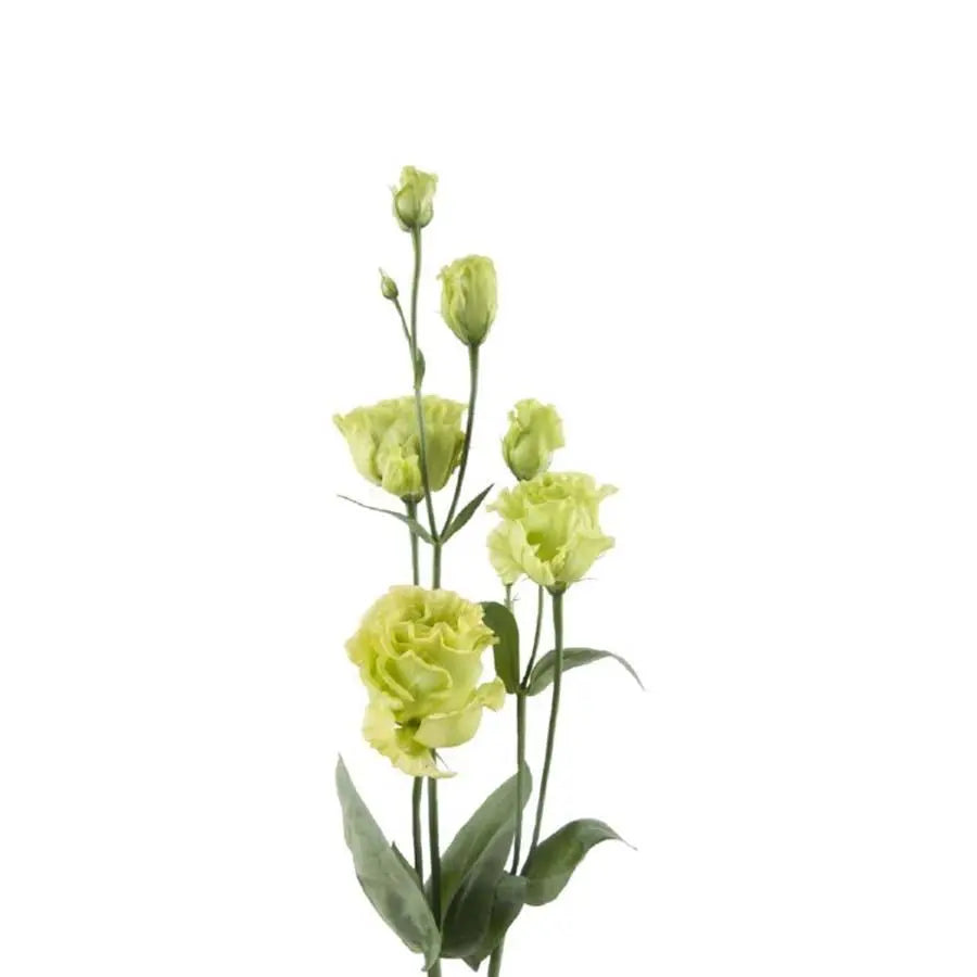 Lisianthus Double Roseanne Green 70cm - 40 Stem Pack