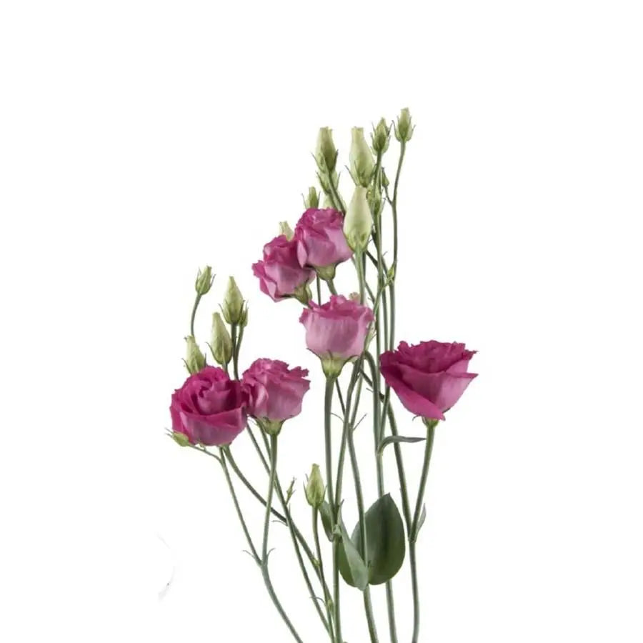 Lisianthus Double Rosi Red 70cm - 20 Stem Pack