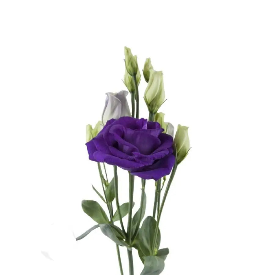 Lisianthus Double Rosita Blue 70cm - 20 Stem Pack
