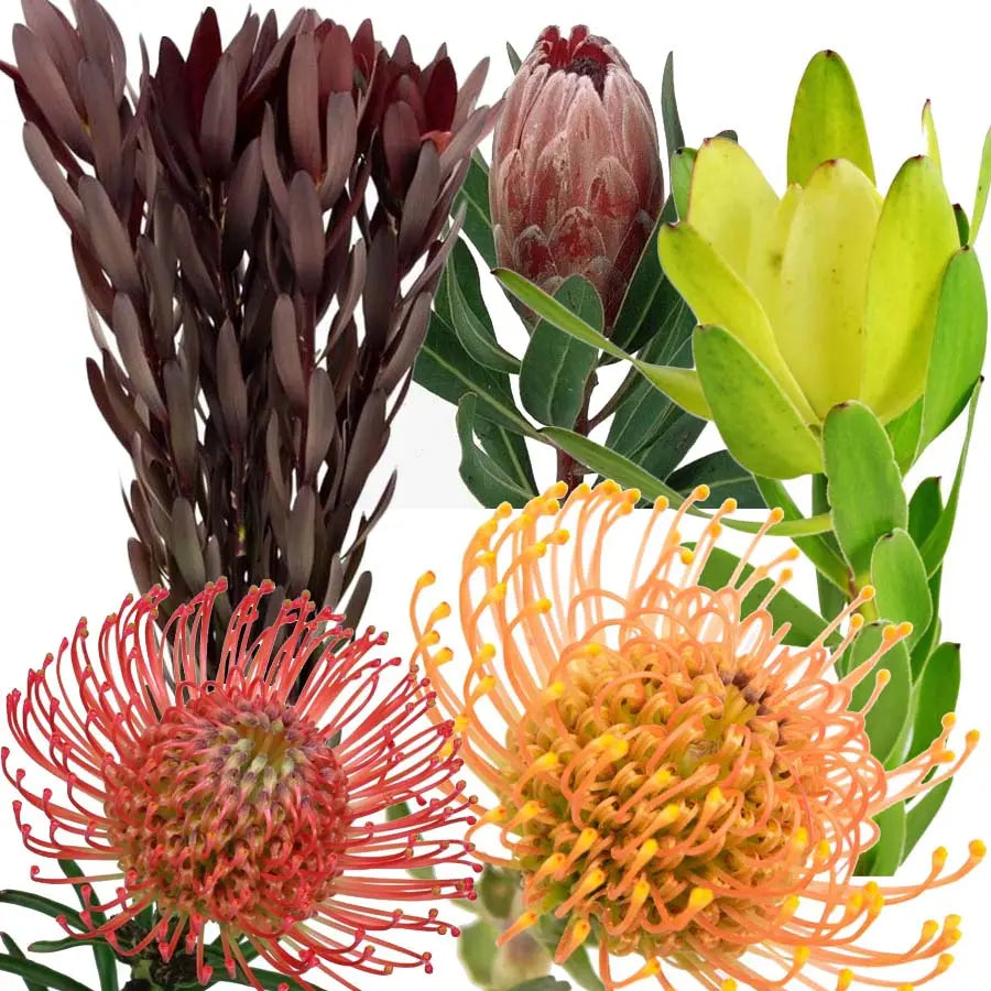 Tropical PetalKit PetalDrivenCom