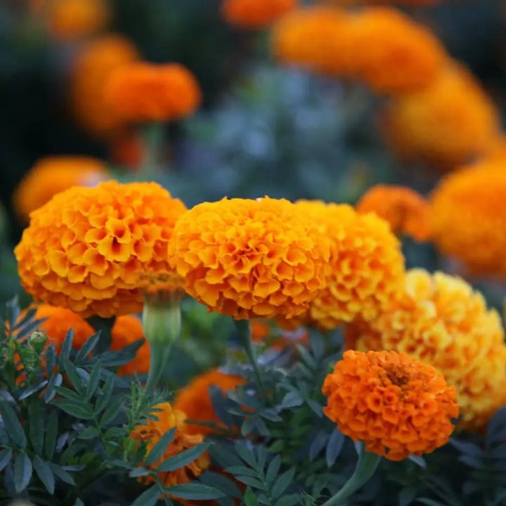 Marigold HDB