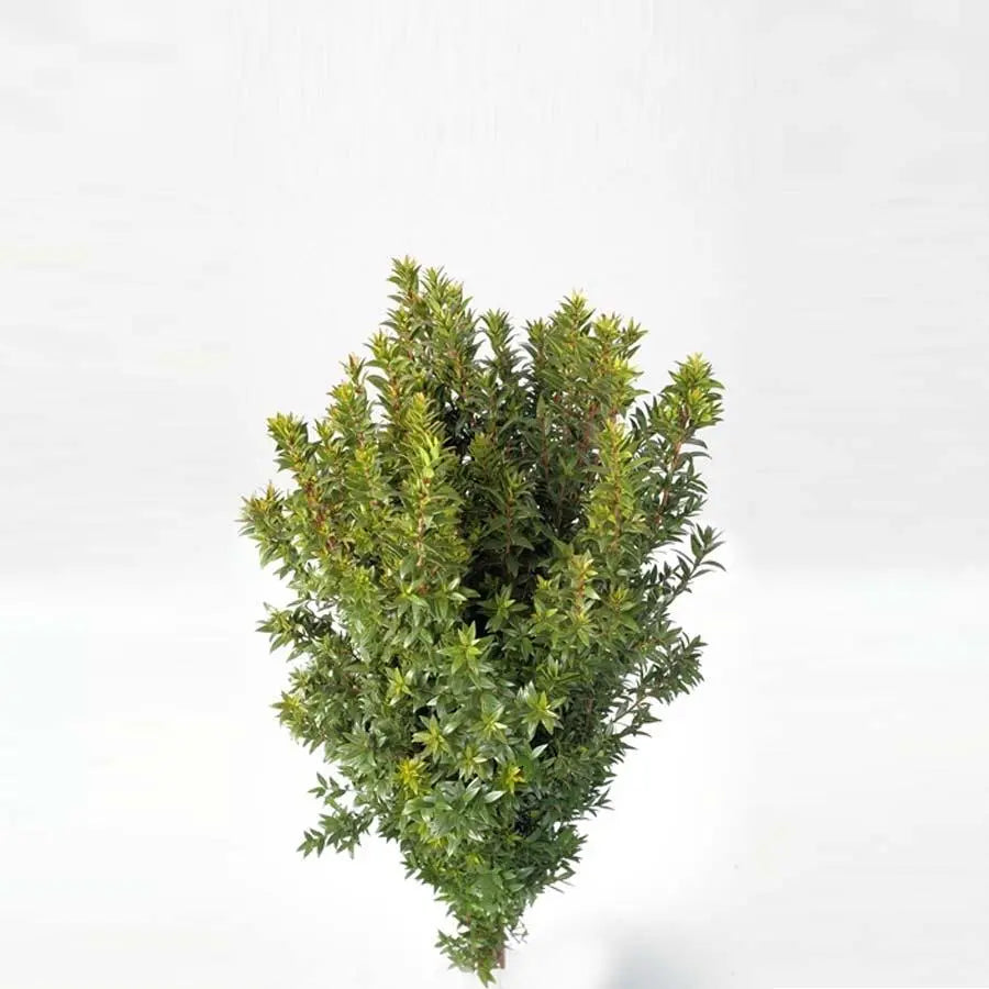 Mini Myrtle - 7 Bunches