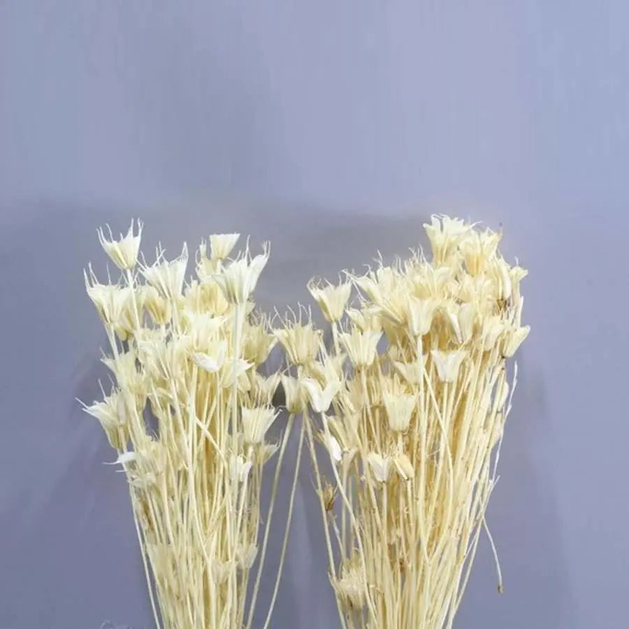 Nigella Orient Preserved