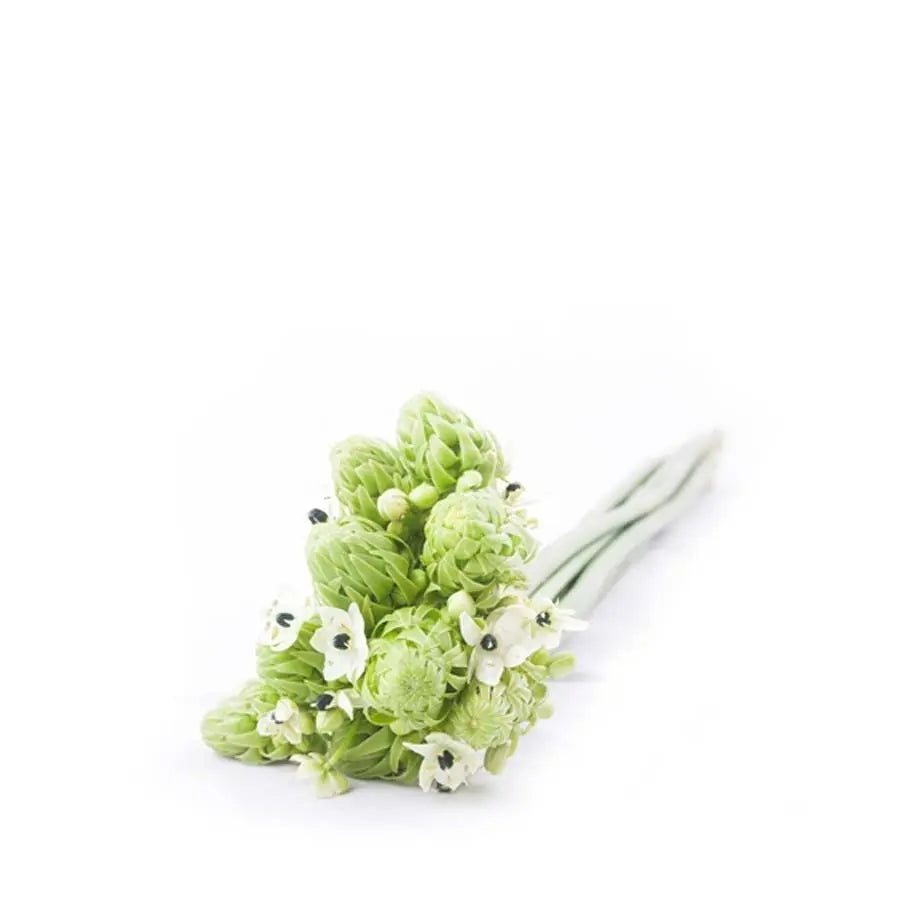 Stars of Bethlehem Saundersiae - 40 Stem Bunch Holex Dutch