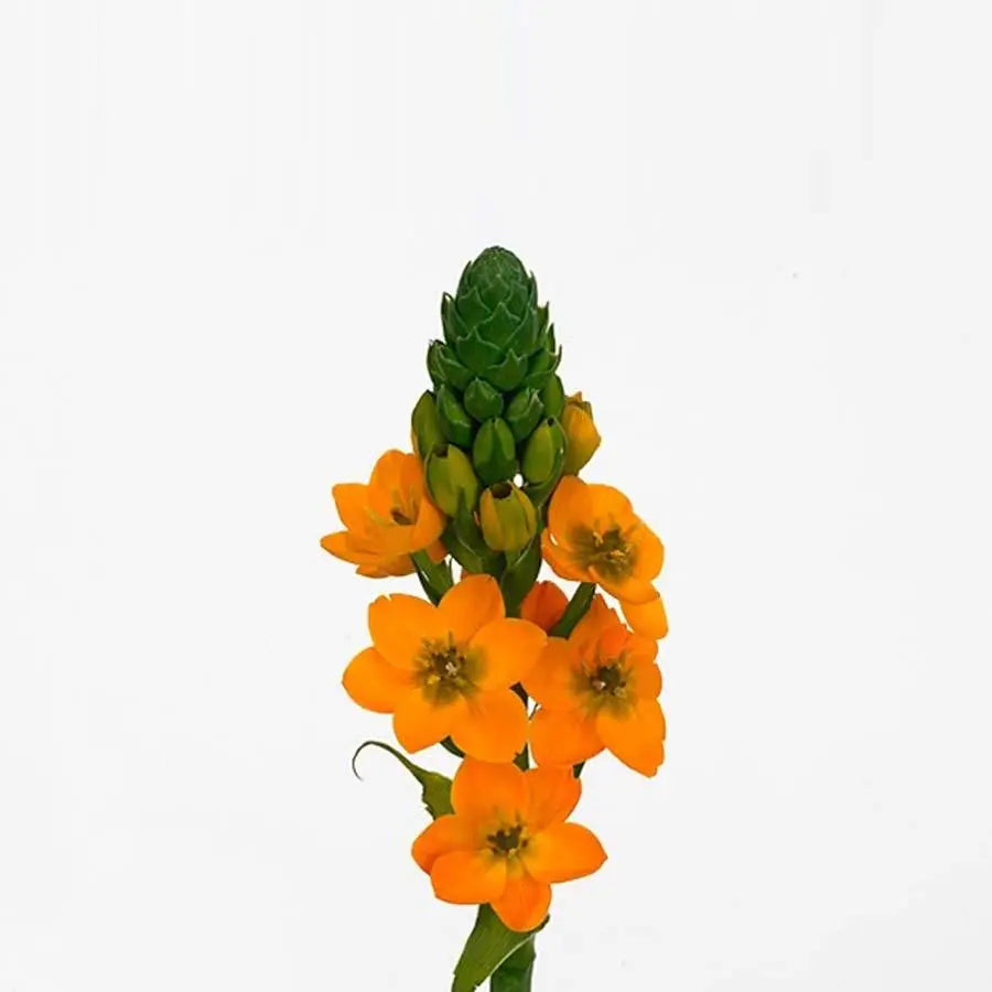 Stars of Bethlehem Dubium Orange Sunshine - 50 Stem Bunch