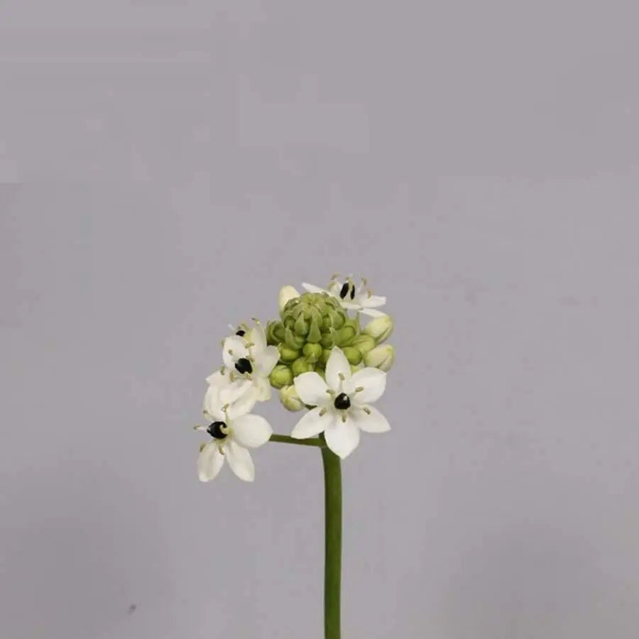 Stars of Bethlehem Saundersiae - 20 Stem Bunch