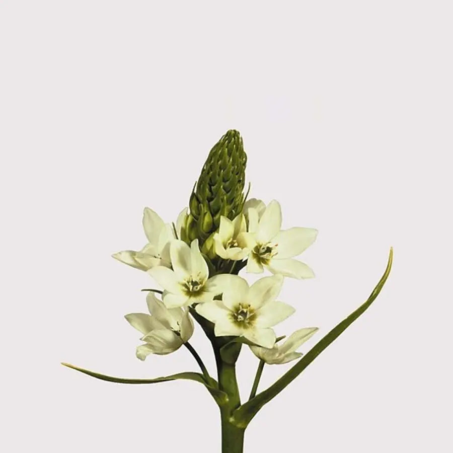 Stars of Bethlehem Thyrsoides - 50 Stem Bunch