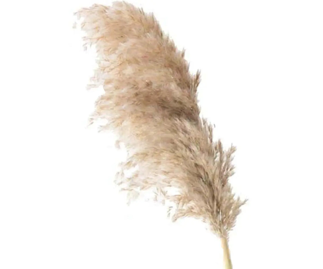 Pampas Grass Fresh 100cm - 5 Stem Bunch