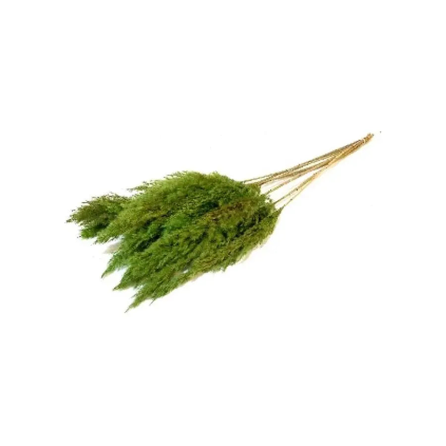 Pampas Grass Dyed Light Green - 10 Bunches Holex Dutch
