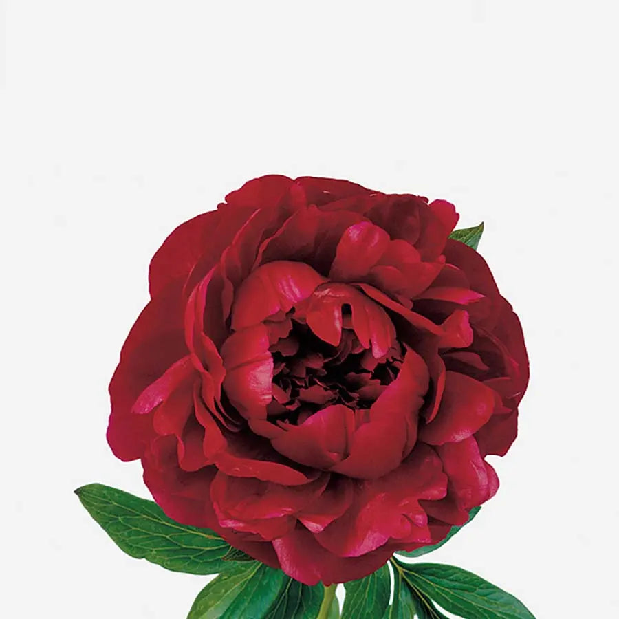 Peony Choose Your Color 45cm - 20 Stem Bunch - MOTHER'S DAY SPECIAL MAY DELIVERY Holex Dutch