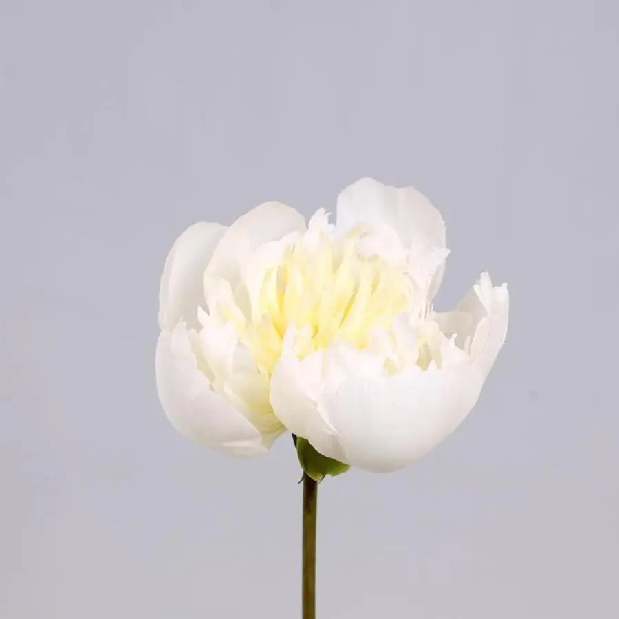 Close-up of a large white peony in full bloom, 7-inch diameter, creamy white petals.
