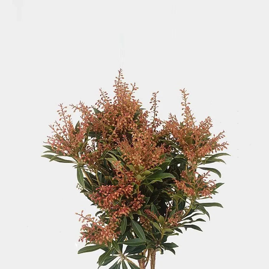 Pieris Japonica Purity - 5 Bunches Holex Dutch