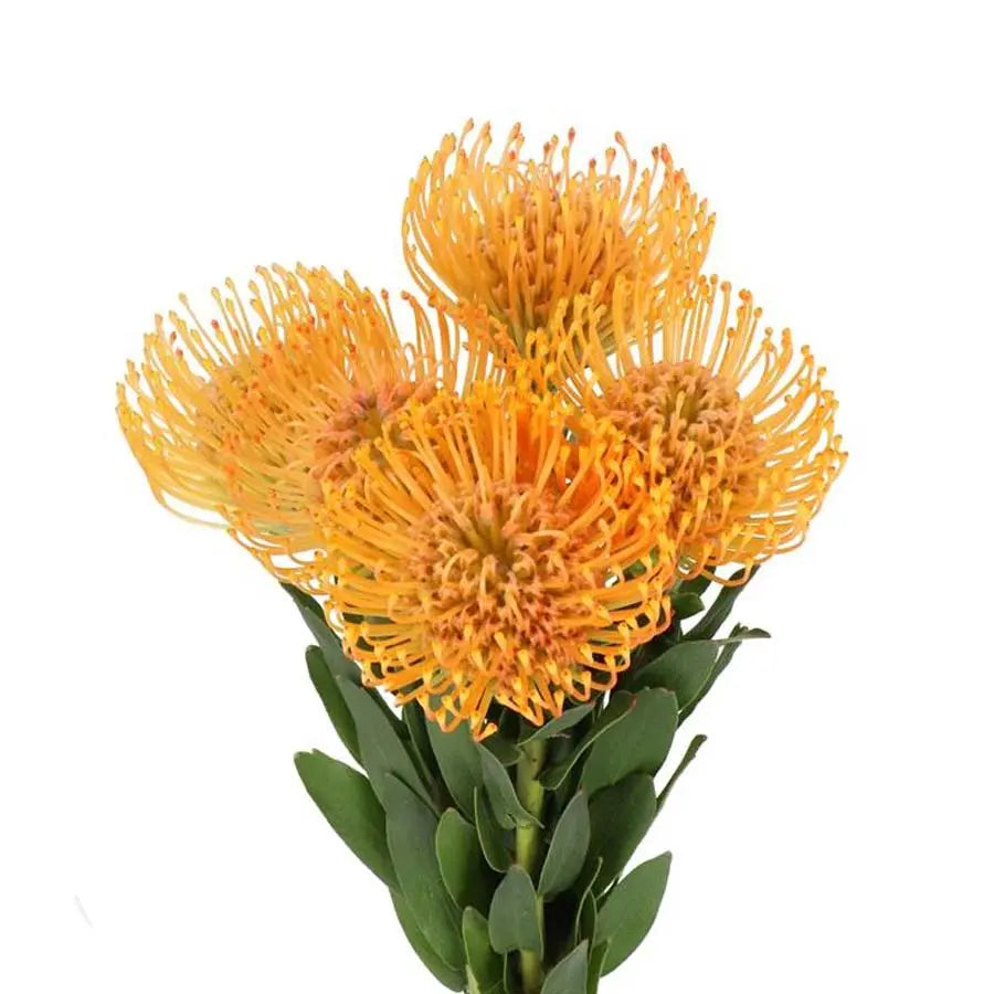 Pincushion Light Orange 40-50cm - 50 Stem Bunch Holex Dutch