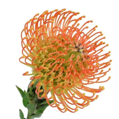 Tropical PetalKit PetalDrivenCom