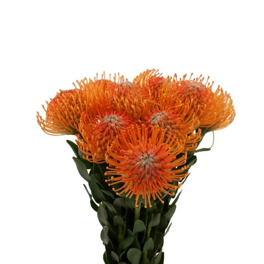Pincushion Orange 40-50cm - 50 Stem Bunch Holex Dutch