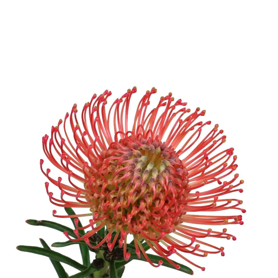 Tropical PetalKit PetalDrivenCom