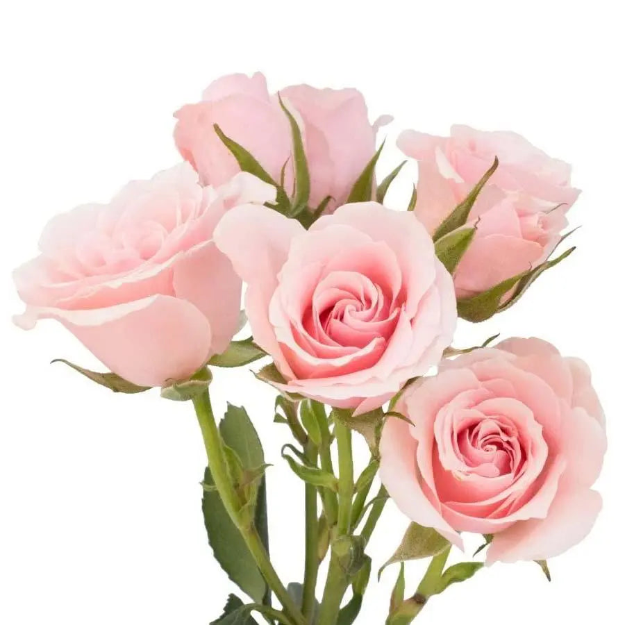 Spray Rose Pink - 10 Stem Bunch