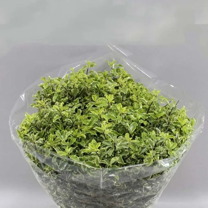 Pittosporum Silver Queen - 5 Bunches